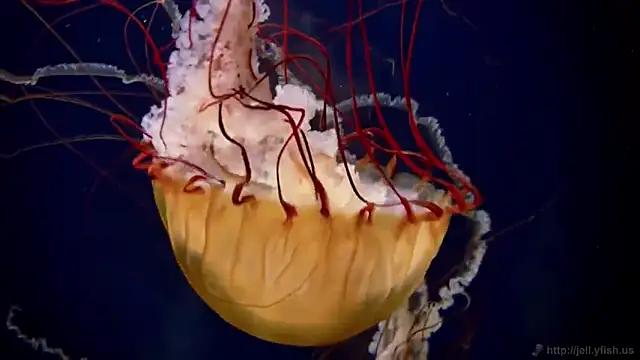 streamy test12 online show from 10-27-25, 11:58