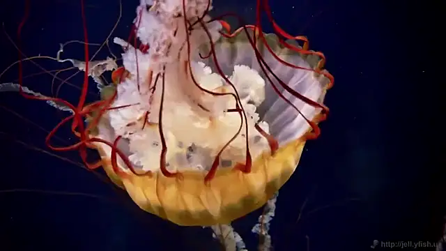 streamy test12 online show from 11-12-25, 01:44