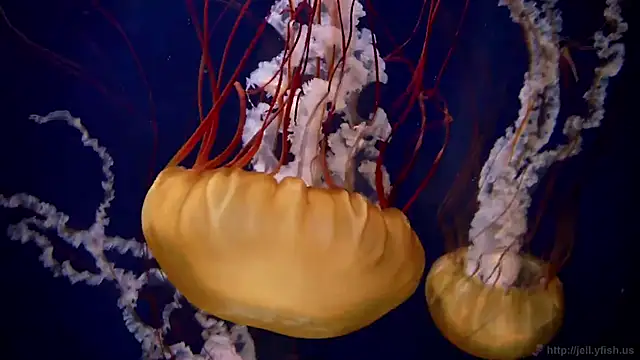 streamy test12 online show from 02-02-26, 08:13