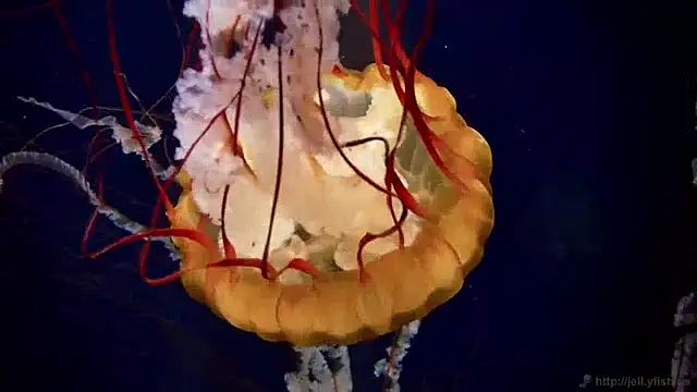 Snapshot of streamy_test13 chatting on 12-10-24, 08:19 streamy test13 online show from 12-10-24, 08:19