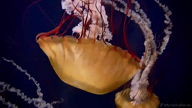 Snapshot of streamy_test13 chatting on 12-17-24, 08:12 streamy test13 online show from 12-17-24, 08:12