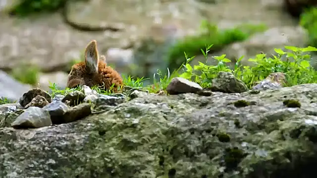 Snapshot of streamy_test13 chatting on 02-10-25, 08:20 streamy test13 online show from 02-10-25, 08:20