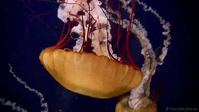 streamy test15 online show from 12-05-24, 08:22