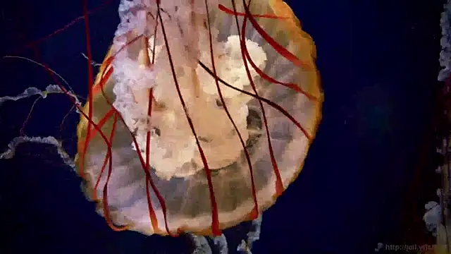 streamy test15 online show from 01-14-25, 08:20