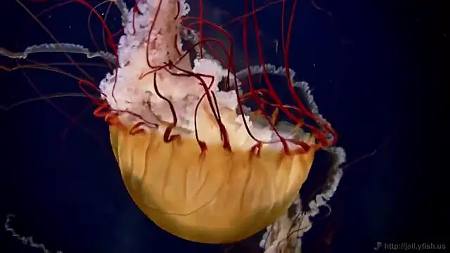 streamy test15 online show from 02-17-25, 08:09