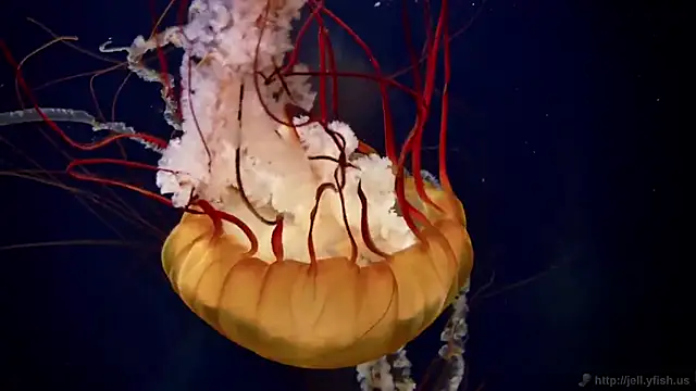 streamy test15 online show from 02-20-25, 08:17