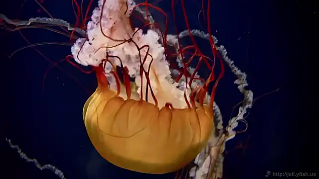 streamy test15 online show from 11-05-25, 12:16