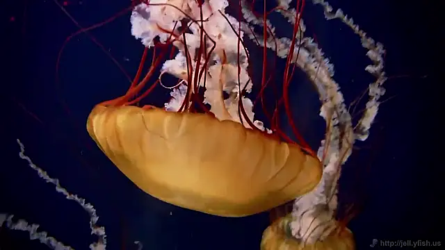 streamy test15 online show from 11-07-25, 01:22