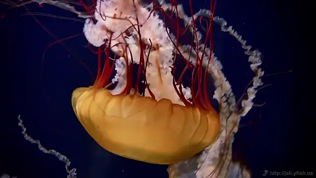 streamy test15 online show from 11-24-25, 12:27