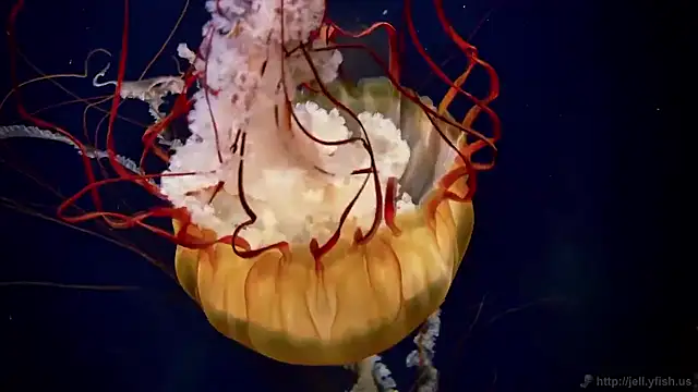 streamy test15 online show from 11-27-25, 03:14