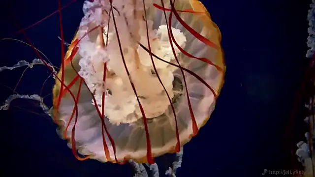 streamy test15 online show from 12-03-25, 02:37