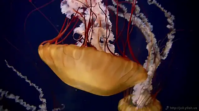 streamy test15 online show from 12-04-25, 03:10