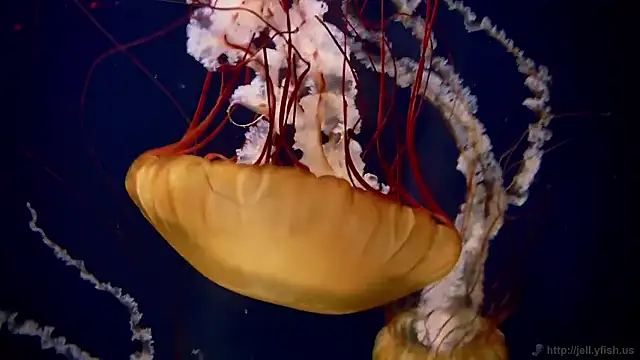 streamy test15 online show from 12-15-25, 09:35