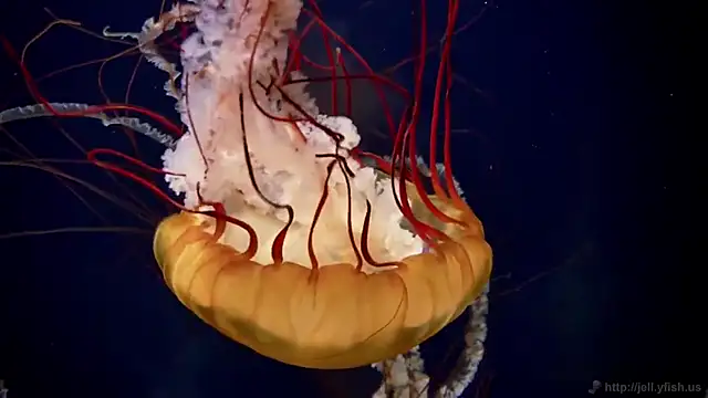 streamy test15 online show from 02-27-26, 08:58