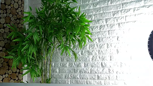 LowOncoming online show from 04-08-26, 02:11