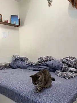 UmaTruewoman online show from 11-18-25, 03:12