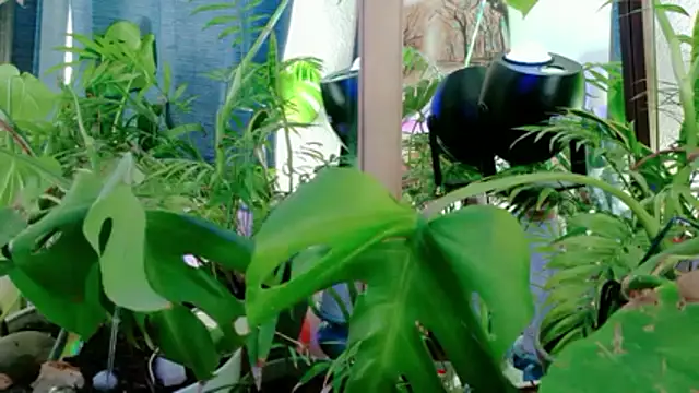 Snapshot of NinasNylonz chatting on 04-27-26, 11:47 NinasNylonz online show from 04-27-26, 11:47