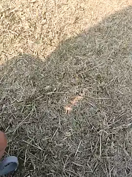 Gururonny07 online show from 01-16-25, 07:38