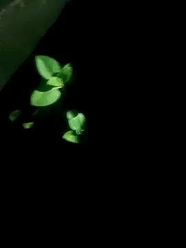 AloneDick online show from 10-17-25, 01:03