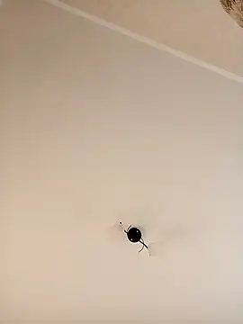 YuliannaFox online show from 12-24-24, 07:06