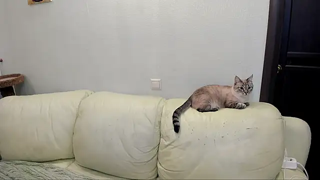 Pawsitive Panther online show from 12-17-24, 03:39