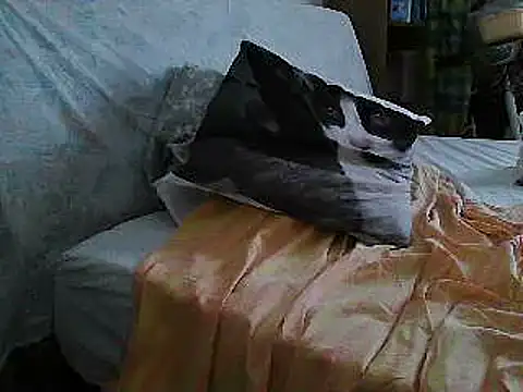 Snapshot of VeneRed chatting on 07-10-26, 11:24 VeneRed online show from 07-10-26, 11:24