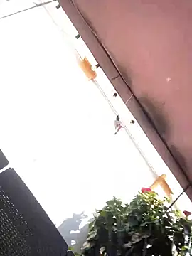 Praga Pink online show from 12-11-24, 05:59