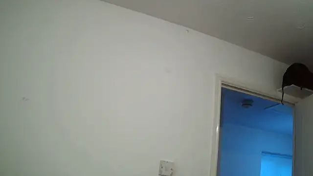 rampartzz online show from 03-06-25, 05:54