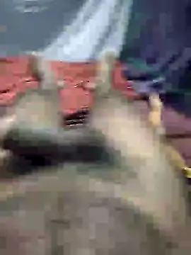 mallucallboy2104 online show from 01-03-25, 08:32