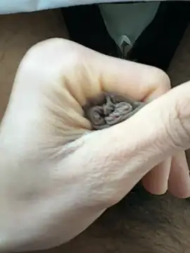 raju120011 online show from 02-26-25, 04:35