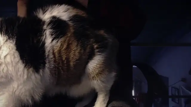 contemptumundi888 online show from 01-18-25, 11:11