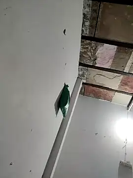 Masti441 online show from 02-11-25, 10:26