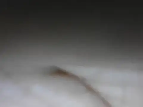 Snapshot of samee00721 chatting on 01-24-25, 08:11 samee00721 online show from 01-24-25, 08:11