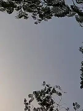 Whitehouse01 online show from 12-29-24, 01:56