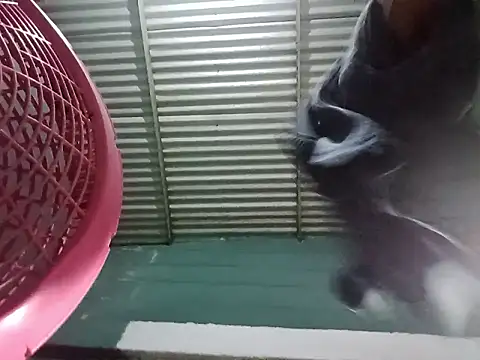 Snapshot of Rpra chatting on 03-10-25, 11:10 Rpra online show from 03-10-25, 11:10