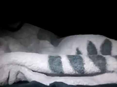 LaneYam online show from 03-28-26, 12:32