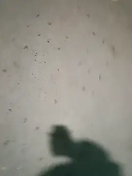 Raj41 online show from 01-09-26, 04:21