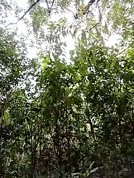 Snapshot of Pussy-Hairy-Horny chatting on 02-23-25, 09:59 Pussy-Hairy-Horny online show from 02-23-25, 09:59