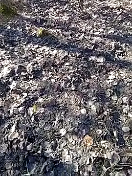 DawidSpandel online show from 03-16-25, 09:49