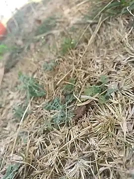 mkallu1995 online show from 03-05-26, 06:09