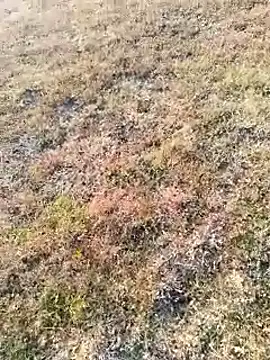 coocon2020 online show from 11-16-25, 02:39