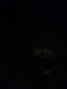 shakeweight online show from 11-18-25, 07:02