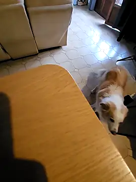 Snapshot of Stingles chatting on 10-03-25, 06:43 Stingles online show from 10-03-25, 06:43