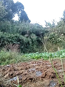 hera-00 online show from 11-24-25, 08:58