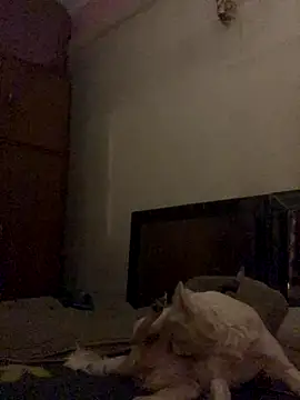 Kajal-Shemale69 online show from 12-16-25, 11:26