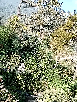 xinhxinhcute online show from 12-01-25, 03:00