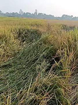 pus ylover online show from 11-04-25, 10:14