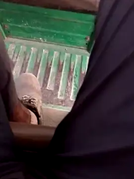 Snapshot of haryanaboypanipat12 chatting on 04-17-26, 12:52 haryanaboypanipat12 online show from 04-17-26, 12:52