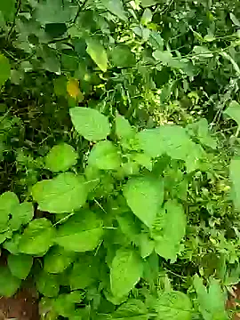 telugumodda4396 online show from 10-25-25, 05:48