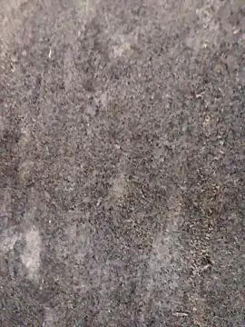 nagepalli online show from 11-29-25, 03:31